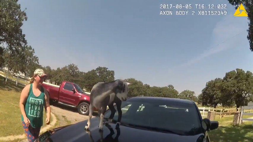 Naughty goat jumps on police car and refuses to get down