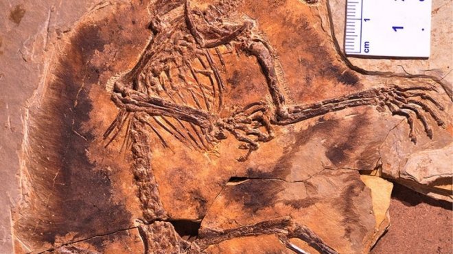 Strange 160-million-year-old fossils reveal that the earliest mammals could glide