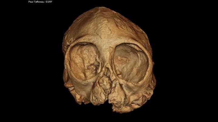 13 million years old baby ape skull provides vital clues about human evolution