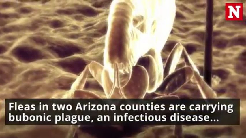 Plague: Fleas in Two Arizona Counties are Carrying Bubonic Plague