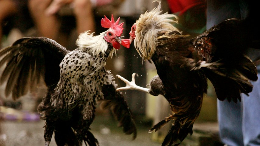 Brutal cockfighting rises to a five-year high