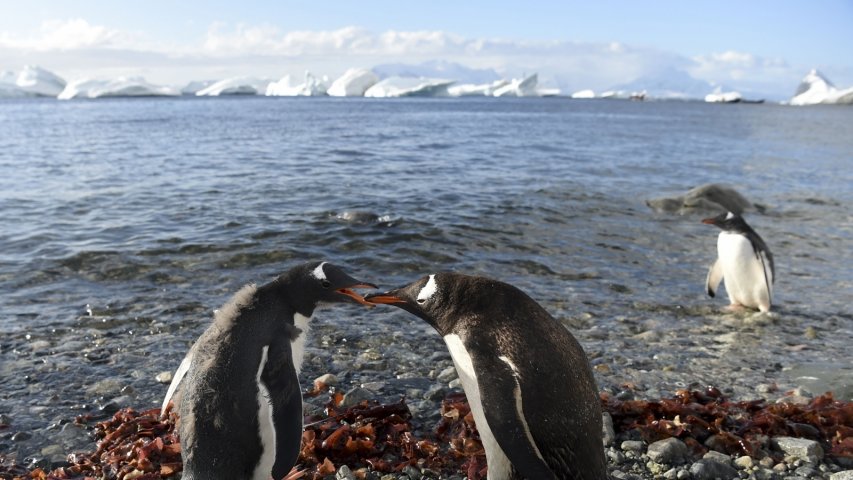 Antarctica: Penguin-cams capture Gentoo penguins talking to each other