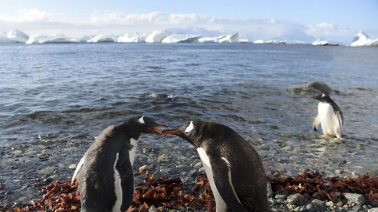 Antarctica: Penguin-cams capture Gentoo penguins talking to each other