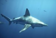 American surfer attacked by shark in Balian