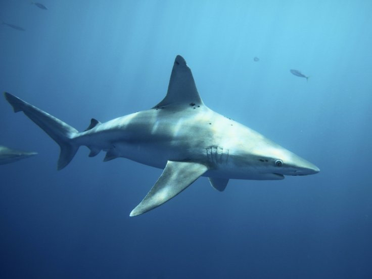 American surfer attacked by shark in Balian