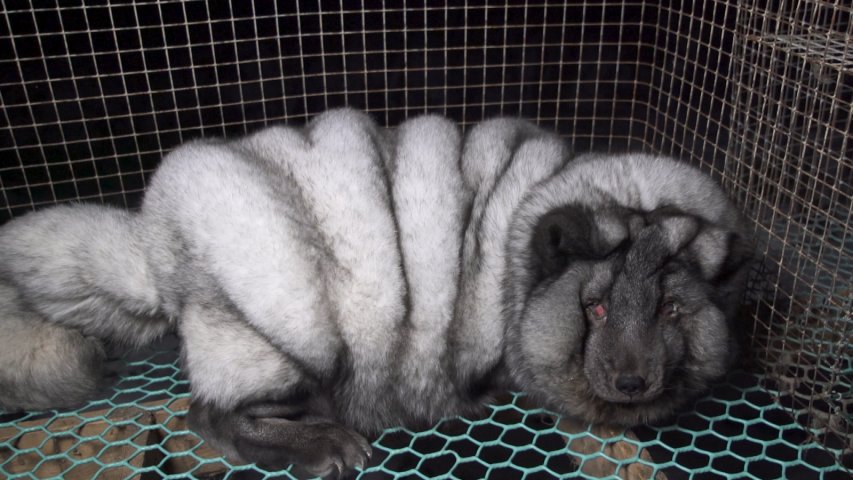 Video of obese monster foxes shows shocking conditions on fur farms