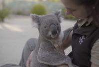 These koalas love getting massages