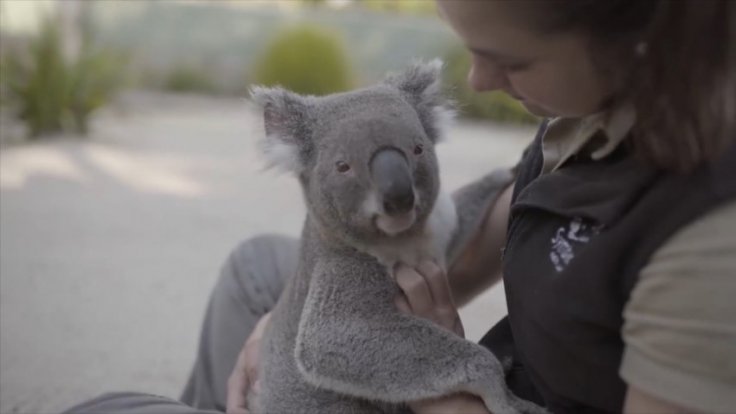 These koalas love getting massages