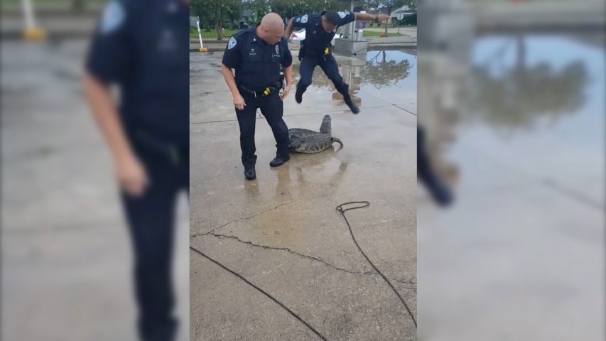 Louisiana police deputy gets fright while capturing alligator