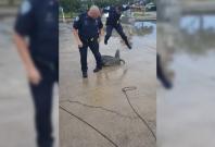 Louisiana police deputy gets fright while capturing alligator Louisiana police deputy gets fright while capturing alligator