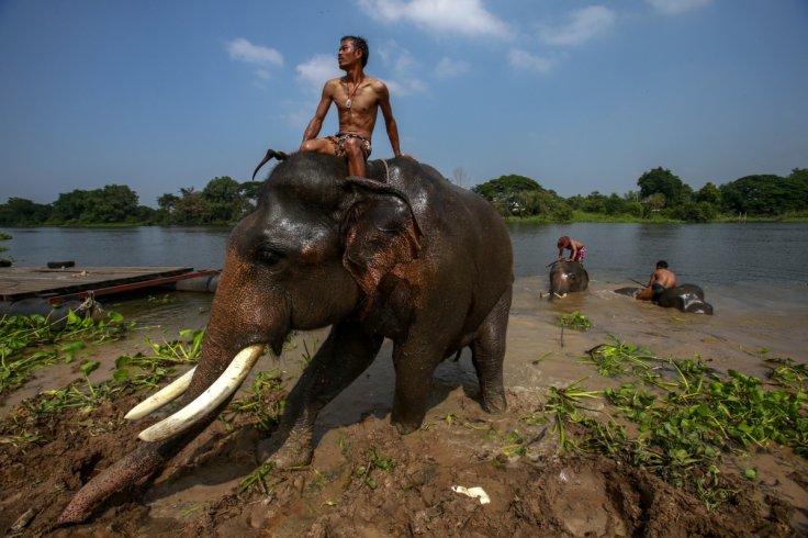 Elephant kills UK tourist,