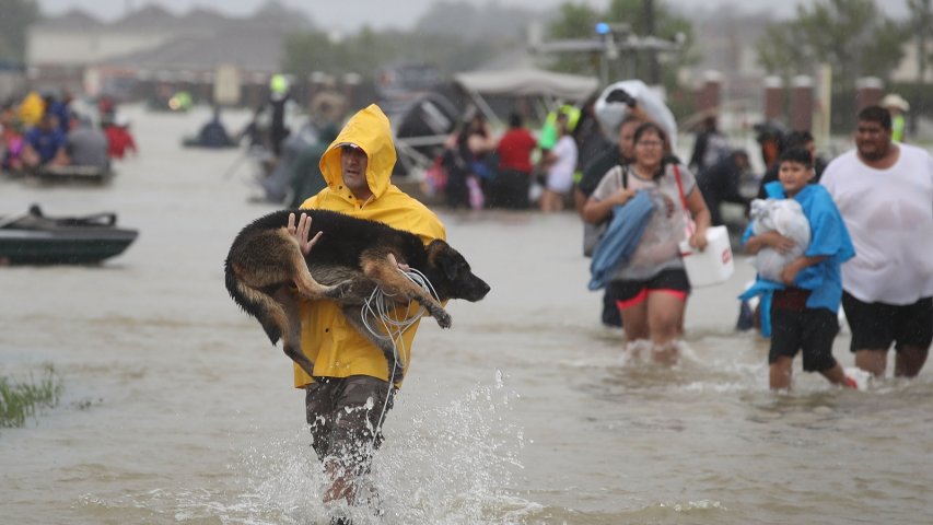 Stranded cows rescued from Harveys wrath in Texas