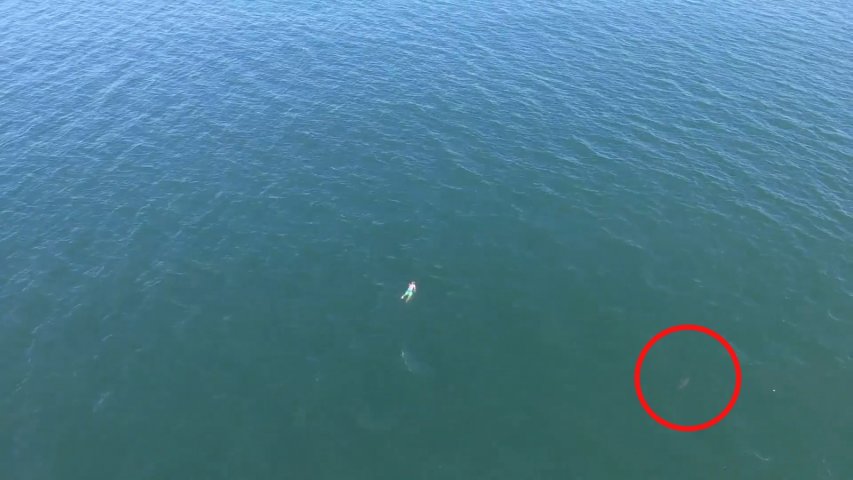 Man encounters shark while swimming from police