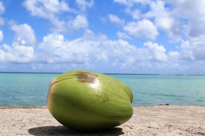 Coconut Coconut