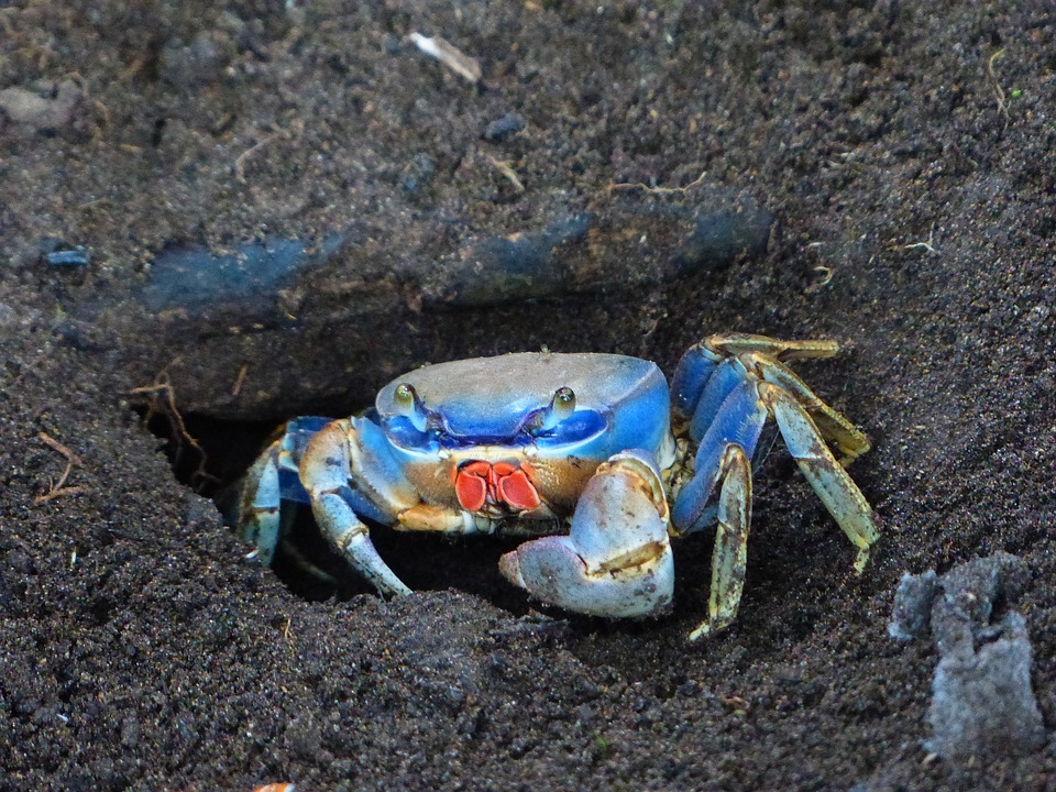 Irked Canadian crabs creating havoc in the coast of Maine