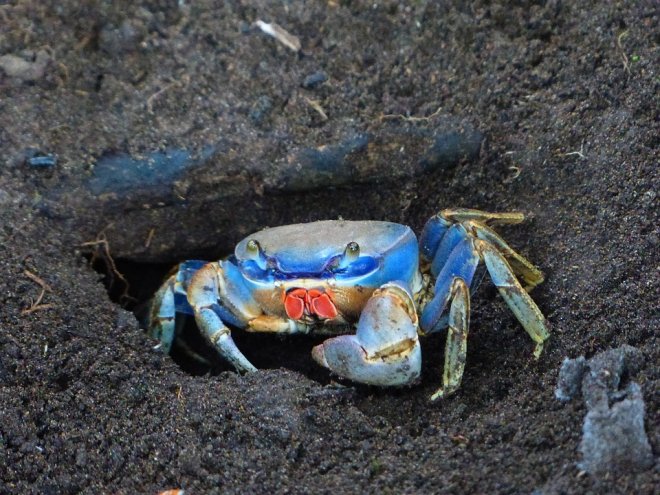 Blue land crab