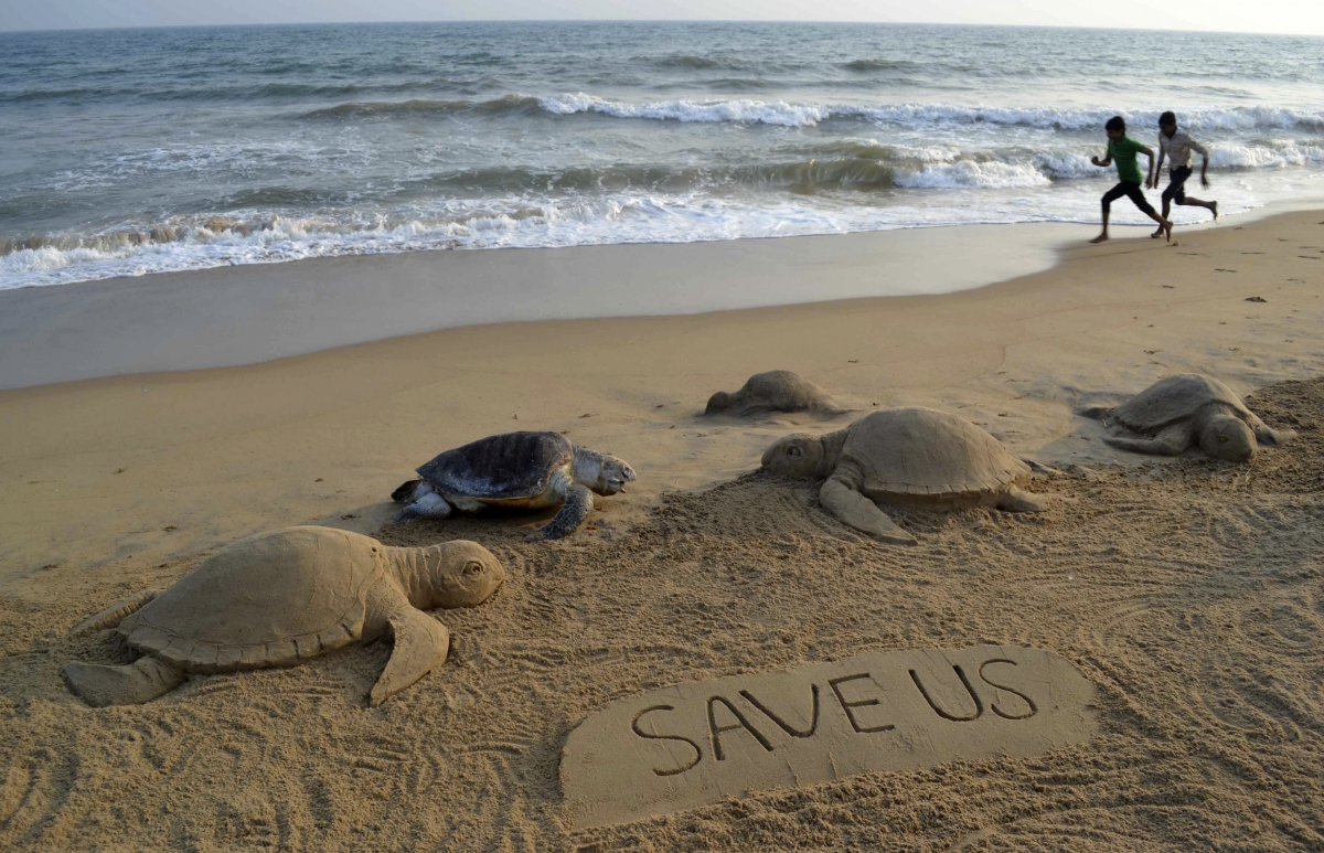 Stingrays demand has resulted into increasing number of turtle deaths