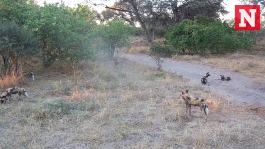 One dog, one sneeze – how African wild dogs invented the democratic vote