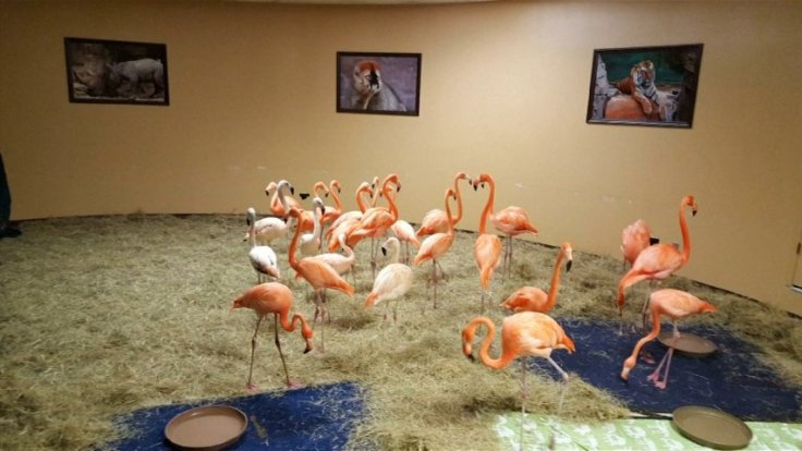 Flamingos evacuate to safety in Tampa