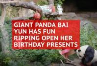 Watch: Giant panda Bai Yun has fun opening birthday presents in San Diego Zoo Watch: Giant panda Bai Yun has fun opening birthday presents in San Diego Zoo