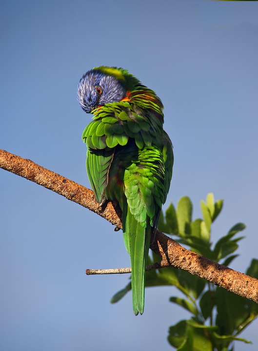 Night Parrot