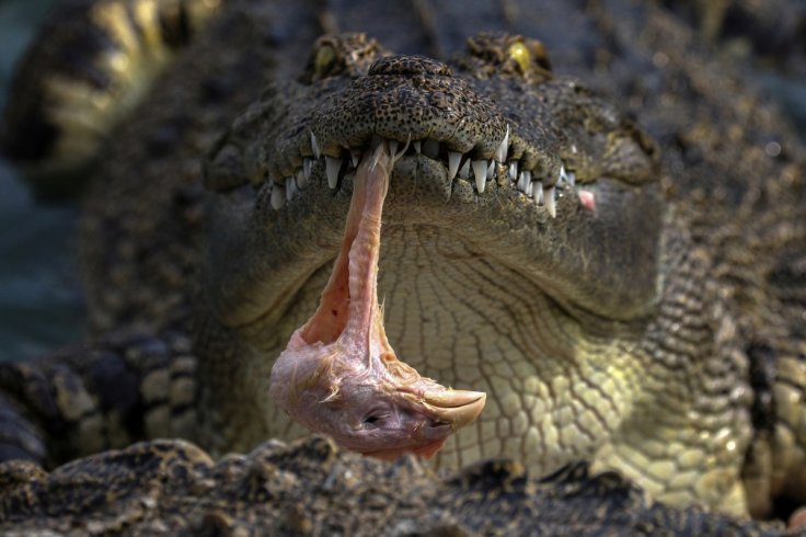 The Wider Image: Thailand's crocodile farms