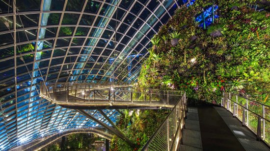 Cloud Forest Cloud Forest