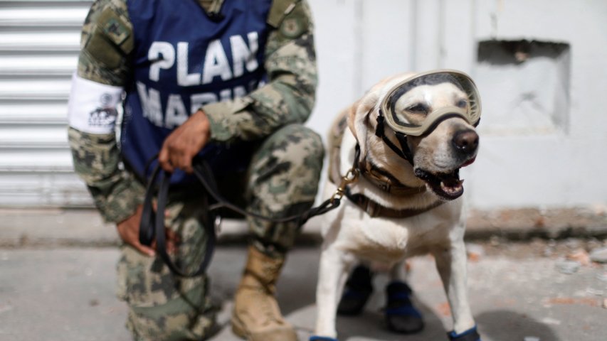 Heroic dogs are saving lives after the Mexico earthquake