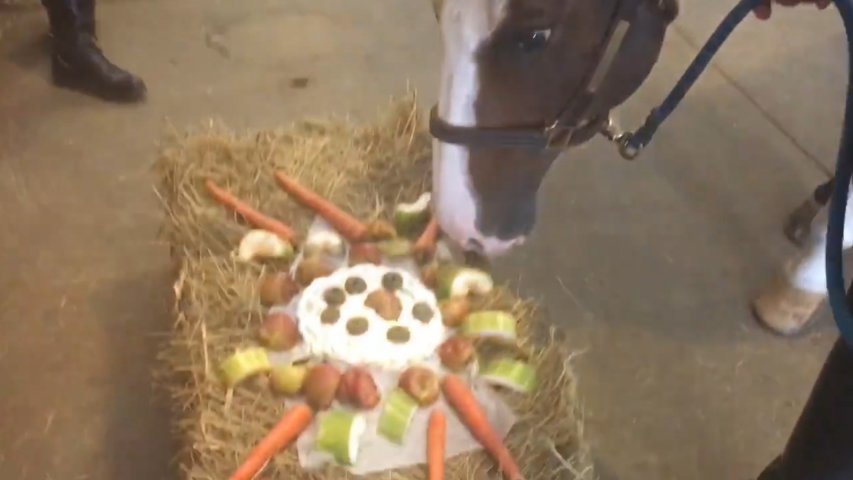 Nebraska police horse gets retirement party