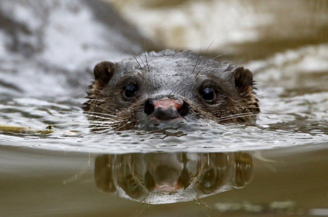 Otter