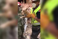 Dog rescued from ruins of building six days after Mexico earthquake