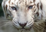 A white Bengal tiger stares at visitors at the Singapore Zoo