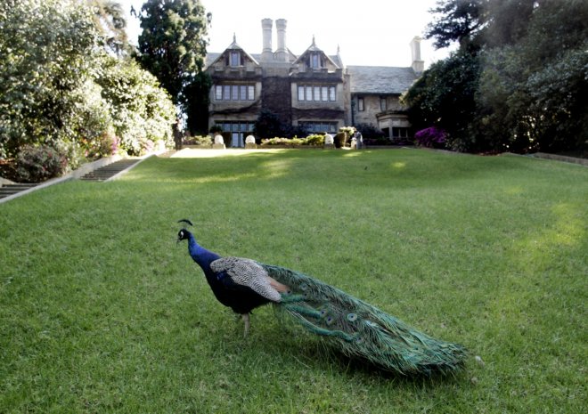 A peacock walks on the grounds of the Playboy Mansion in Los Angeles, California