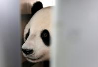 A giant panda on a 10-year loan from China is seen during a welcoming ceremony at Soekarno Hatta airport in Tangerang, Indonesia, September 28, 2017.