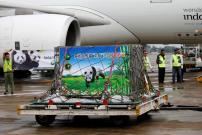A giant panda on a 10-year loan from China arrives at Soekarno Hatta airport in Tangerang, Indonesia, September 28, 2017