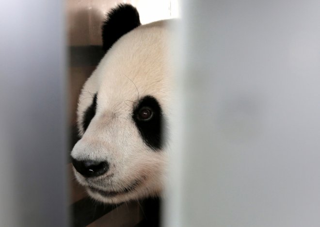 A giant panda on a 10-year loan from China is seen during a welcoming ceremony at Soekarno Hatta airport in Tangerang, Indonesia, September 28, 2017.