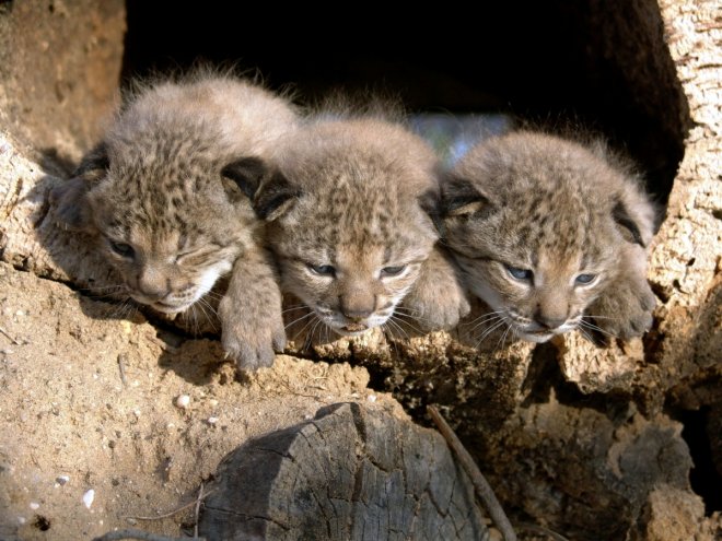 Lynx kittens