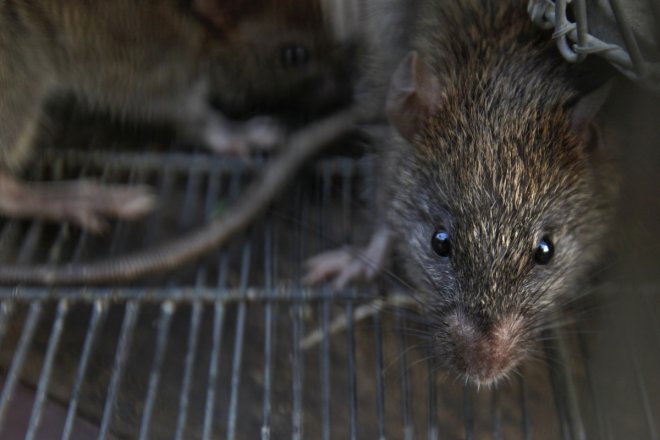 Rats are trapped in a cage after they were caught from a slum area, on the outskirts of Mumbai