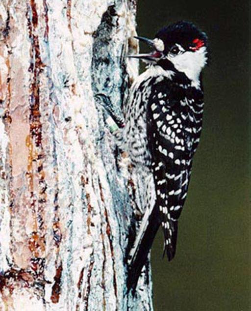Red-cockaded woodpecker