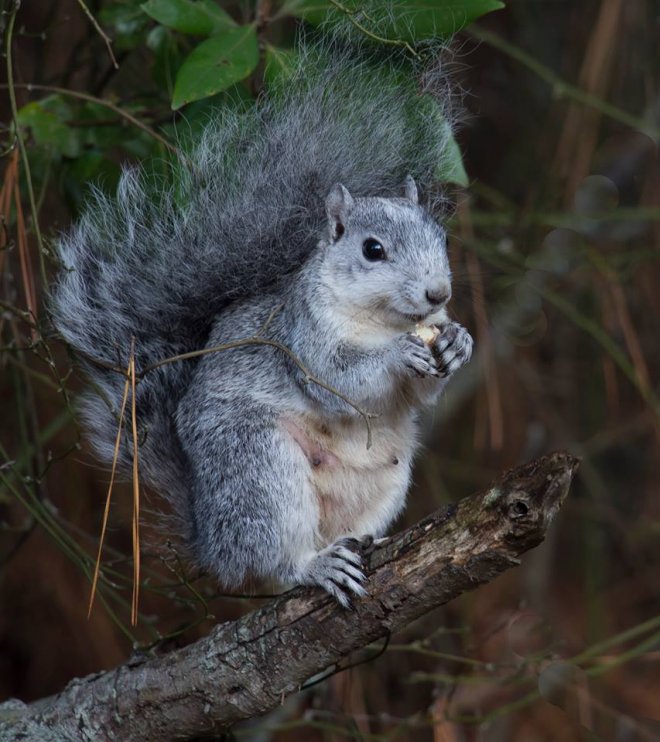 Delmarva Peninsula fox squirrel