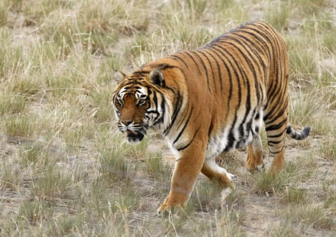 Tiger Tiger