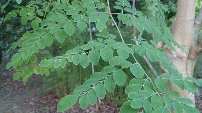 Moringa tree