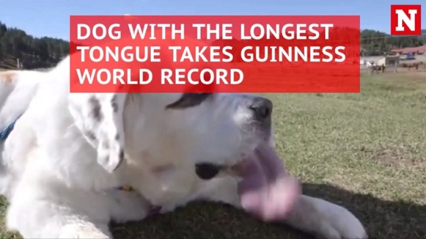 Dog with 7.3in long tongue breaks world record