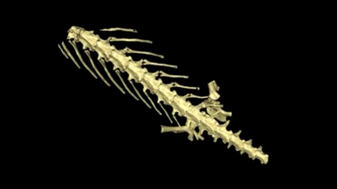 Frog bones found inside 35 Million-year-old salamander