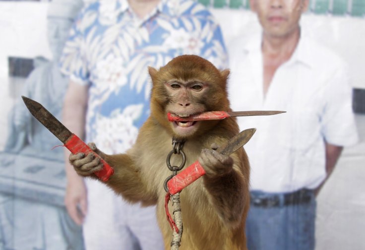 Year of the monkey in chinese lunar calendar Year of the monkey in chinese lunar calendar