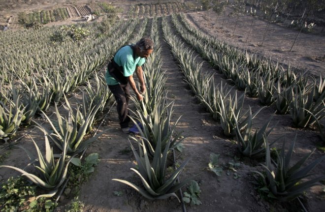 Aloe Vera