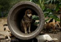 A stray dog is seen at Territorio de Zaguates or 'Land of the Strays' dog sanctuary in Carrizal de Alajuela, Costa Rica, April 20, 2016. In a lush, sprawling corner of Costa Rica, hundreds of dogs roam freely on a hillside - among the luckiest strays on e A stray dog is seen at Territorio de Zaguates or 'Land of the Strays' dog sanctuary in Carrizal de Alajuela, Costa Rica, April 20, 2016. In a lush, sprawling corner of Costa Rica, hundreds of dogs roam freely on a hillside - among the luckiest strays on e