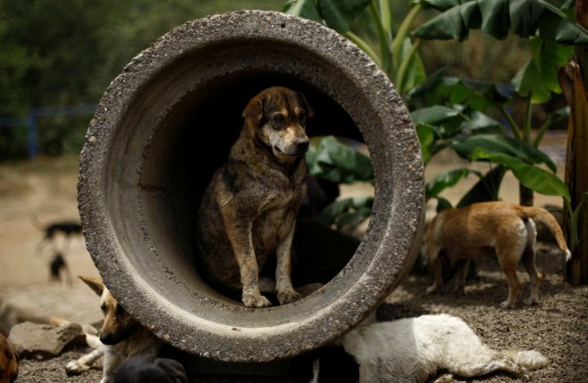 A stray dog is seen at Territorio de Zaguates or 'Land of the Strays' dog sanctuary in Carrizal de Alajuela, Costa Rica, April 20, 2016. In a lush, sprawling corner of Costa Rica, hundreds of dogs roam freely on a hillside - among the luckiest strays on e