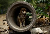A stray dog is seen at Territorio de Zaguates or 'Land of the Strays' dog sanctuary in Carrizal de Alajuela, Costa Rica, April 20, 2016. In a lush, sprawling corner of Costa Rica, hundreds of dogs roam freely on a hillside - among the luckiest strays on e