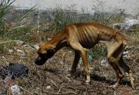 A stray dog walks into an empty lot in San Jose, Costa Rica, April 22, 2016. In a lush, sprawling corner of Costa Rica, hundreds of dogs roam freely on a hillside - among the luckiest strays on earth. Fed, groomed and cared for by vets, more than 750 dogs A stray dog walks into an empty lot in San Jose, Costa Rica, April 22, 2016. In a lush, sprawling corner of Costa Rica, hundreds of dogs roam freely on a hillside - among the luckiest strays on earth. Fed, groomed and cared for by vets, more than 750 dogs